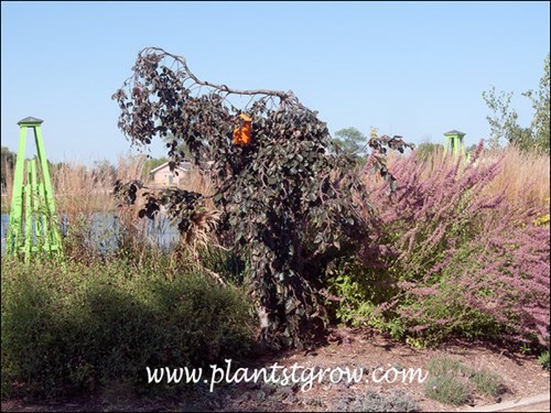 A specimen plant in the late summer.